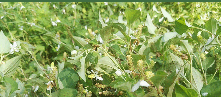 野生鱼腥草图片